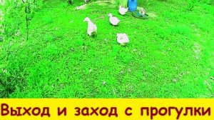 Выход и заход с прогулки