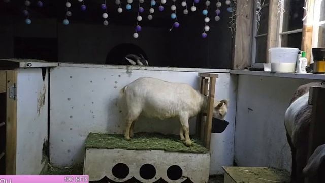 Свекровь решила продать мою квартиру и купить себе да? смотреть онлайн