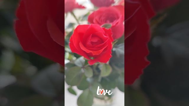#любовь #поэзия #счастьевнутри