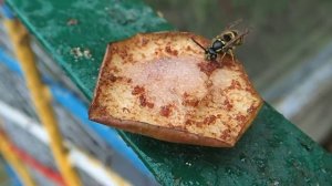 Осы. Борьба за грушевый нектар - 1