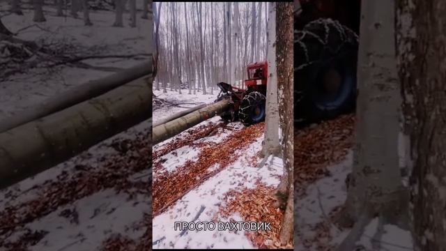 Лесозаготовка зимой