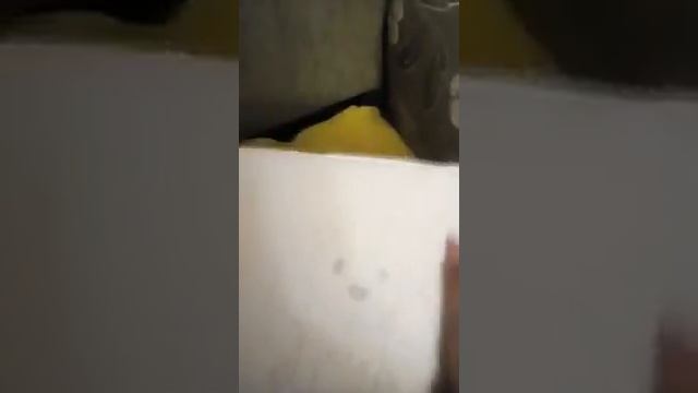 Как нарисовать простую собаку смотреть онлайн