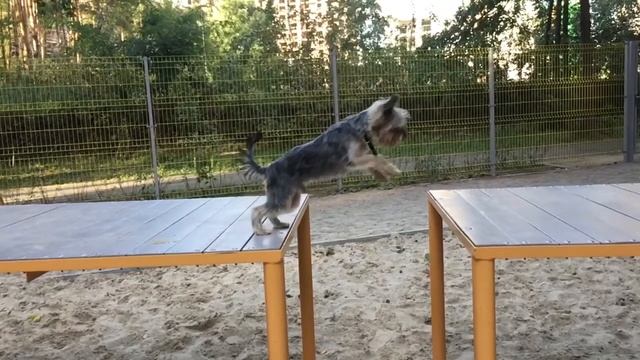 Прыжок Йоркширского терьера/ жизнь йорка смотреть онлайн