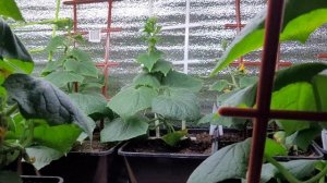 Огурцы в феврале на подоконнике. 3.03.2025г . Огурцам 47 дне?