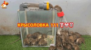 Крысоловка вариант (111) 🐀 Как сделать крысоловку своими руками и поймать кучу крыс 🐀🐁🐀