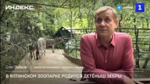 В Ялтинском зоопарке родился детёныш зебры