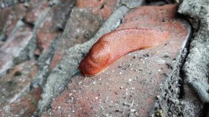 Слизень крупный