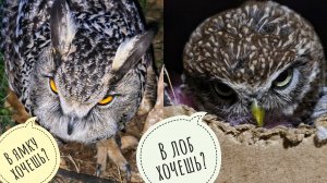 Сова Ёль копает ямку для меня? Сыч Лучик намекает ударом в мой лоб, что пора его кормить