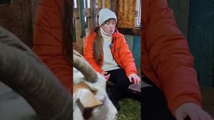 Про сочетание молока (или ЗЦМ) и комбикорма (или зернос