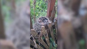 Гнездо Дроздов