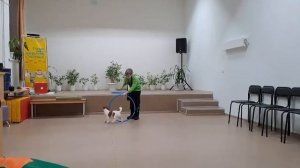Цирковой номер с собакой. Обручи