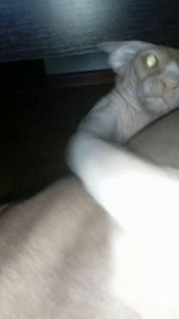 Мини рембо #ilyhapon#канадскийсфинкс#сфинкс#кот#лысыйкот#Зевс#котики#тапок#рембо#минирембо#вспышка