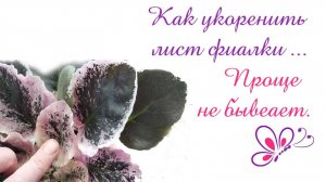 КОРНИ ПОЛЕЗУТ КАК СУМАСШЕДШИЕ // Ни один лист не пропадет // Укореняем лист в воде
#фиалки