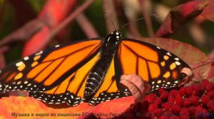 Эти места скрывают тайны - а музыка их раскроет! - Good Vibes -- HoliznaCC0 -- Left Overs