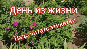Тесто в хлебопечке // надо читать этикетки