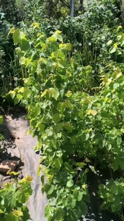 Липы (саженцы) подрастают