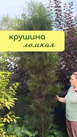 КРУШИНА ломкая