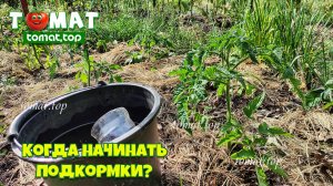 Когда начинать первые подкормки томатов после высадки на грядку?