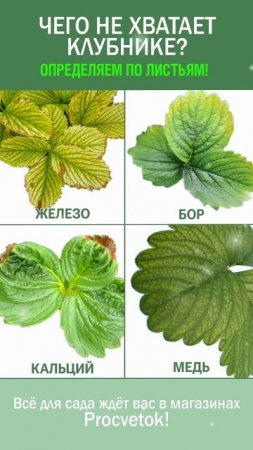Увидели на клубнике такие листья? Это нехватка важных элементов питания! Чем подкормить клубнику