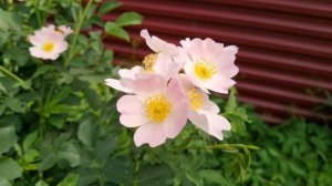 Цветение шиповника. Май, ветрено.