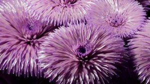 Татьяна Ватаман читает Р. Рождественский Красивая женщина