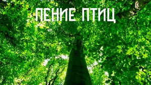 Пение птиц в буковом лесу / Гармония снаружи и внутри