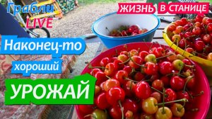 917 серия 27.05.25 Спилили урожай. Где купить уток? Жизнь в своем доме на Юге станица Динская