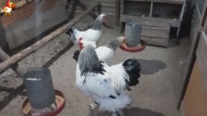 Куры Брама с лохматыми лапами прекрасные несушки (5)
