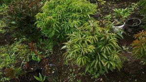 Пион "Юность" селекционер Сосновец