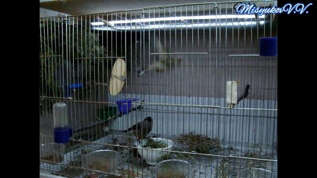 Щегол и снегирь гибридизация. Часть 2. смотреть онлайн