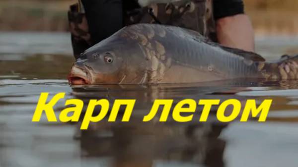 КАК ЛОВИТЬ КАРПА ЛЕТОМ? НАЖИВКИ для ЛОВЛИ КАРПА летом. МЕСТА и СНАСТИ для ЛОВЛИ КАРПА в ИЮНЕ