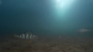 Подводное видео окунь пошёл на таран на 6 минуте.