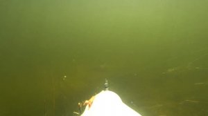 ПОДВОДНАЯ ОХОТА НА КАВКАЗЕ 2019