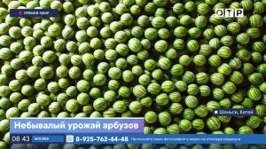 Небывалый урожай арбузов