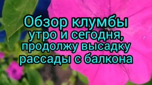 Доброе☀️утро🌸и🌸отличного🌸дня ‼️Обзор клумбы.Ещё много не высажено.#сад огород #жизнь инвалида