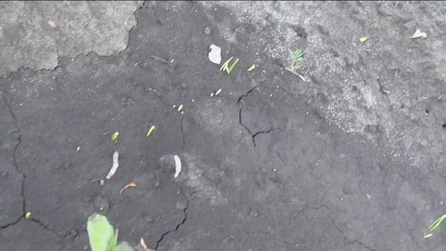Взошел лук из своих семян чернушки в открытом грунте