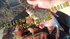 Наловил разной рыбы и даже голавля!!! Хорошо порыбачил
