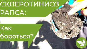 БОРЬБА СО СКЛЕРОТИНИОЗОМ НА РАПСЕ // КФХ МАКУЛОВ