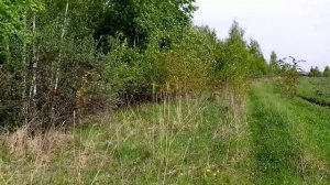 американский стаффордширский терьер 7 мес _20250517