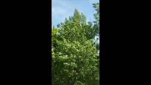 прогулка с ветром