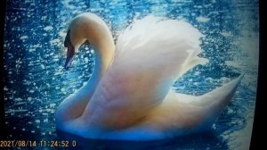 Роза Шпатель . Хамида - сваха Хамида . Правдивая Ольга -