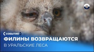 Как редкие филины получают второй шанс на жизнь