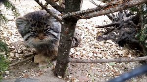 Манул Зеленогорск передаёт всем привет, а другой манул наблюдает за соседями 27.05.2025