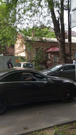 Дерево упало на машину на Тельмана