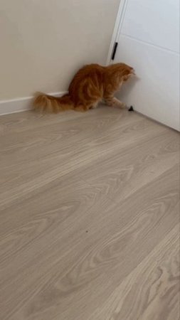 Кошечкин футбол