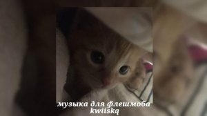 музыка для флешмоба ||песни из тик тока 2024||🎀