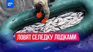 Рыбаки вылавливают сельдь целыми лодками в Магадане