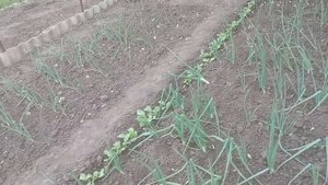 1000029465.mp4 28 мая 2025 года.
Утро начинается с огорода☀️🥕🥒🧅🫘.