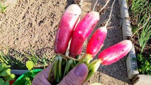 Апрель прощай… Томаты в теплице, душа спокойна, ждём м