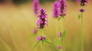 Как Наглый Зять к Теще Под Одеяло Залез! Сборник Свежи?